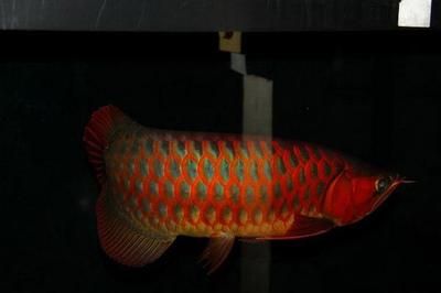 血紅金龍魚(yú)價(jià)格多少錢(qián)一條：血紅金龍魚(yú)價(jià)格信息血紅金龍魚(yú)多少錢(qián)一條怎么飼養(yǎng)