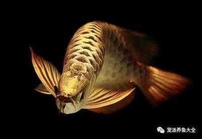 最普通的雷龍魚：龍魚受到驚嚇怎么辦 龍魚百科 第2張