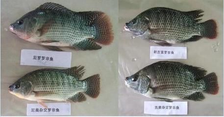 巨龍魚多少錢一條：巨龍魚多少錢一條巨龍魚的價格