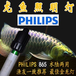 飛利浦龍魚燈：飛利浦865龍魚燈的價格 龍魚百科 第2張