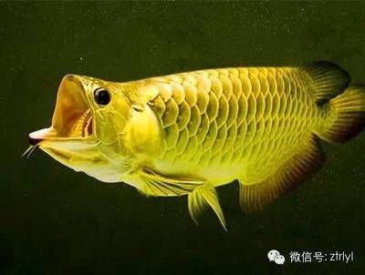 怎么形容龍魚的尾巴和尾巴：龍魚的尾巴具有很高的觀賞價值 龍魚百科 第2張