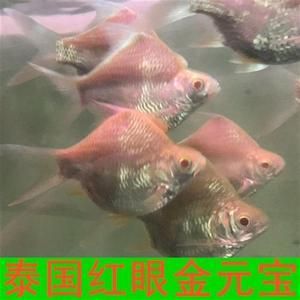 紅龍魚配泰國鯽魚好不好：紅龍魚配泰國鯽魚好不好紅龍魚與泰國鯽魚混養(yǎng)的經(jīng)驗 龍魚百科 第2張