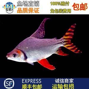 紅龍魚配泰國鯽魚好不好：紅龍魚配泰國鯽魚好不好紅龍魚與泰國鯽魚混養(yǎng)的經(jīng)驗 龍魚百科 第1張