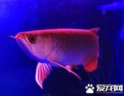 剛買(mǎi)的龍魚(yú)跳缸意味著什么：龍魚(yú)跳缸意味著什么龍魚(yú)跳缸意味著什么意味著什么