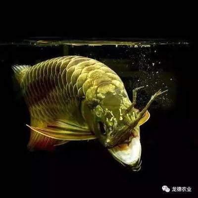 龍魚(yú)一天開(kāi)燈多長(zhǎng)時(shí)間最好：龍魚(yú)一天開(kāi)燈多長(zhǎng)時(shí)間 龍魚(yú)百科 第3張