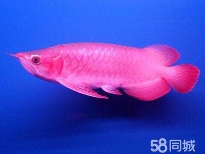 紅龍魚(yú)進(jìn)口貨源：廣州華盛水族有限公司