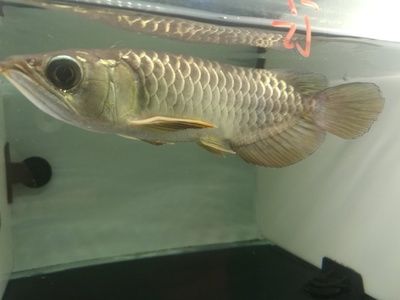 龍魚入缸后要觀察什么變化：龍魚入缸后需要注意什么變化 龍魚百科 第2張