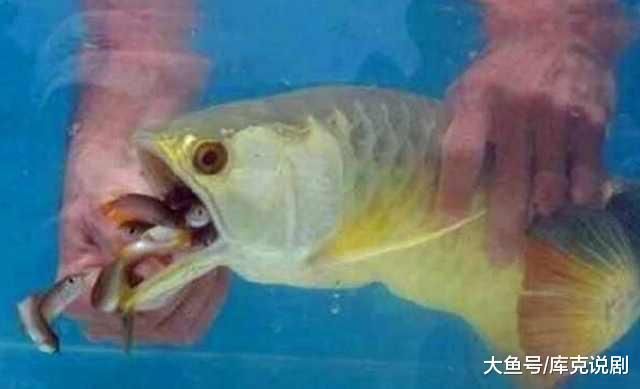 金龍魚(yú)不吃東西怎么辦：金龍魚(yú)不吃東西可能是由于多種原因引起的，以下原因和解決方案