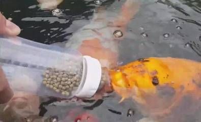 龍魚吃錦鯉飼料怎么辦：龍魚偶爾吃錦鯉飼料怎么辦，龍魚吃錦鯉飼料怎么辦 龍魚百科 第2張