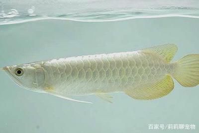 金龍魚魚缸背景：關(guān)于金龍魚魚缸背景顏色選擇的指南 龍魚百科 第3張