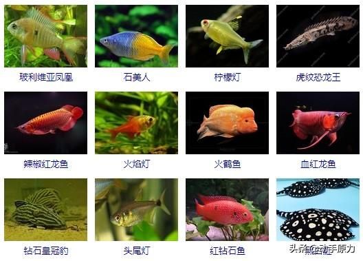 紅龍魚為什么會(huì)鉆石眼：為什么紅龍魚會(huì)鉆石眼