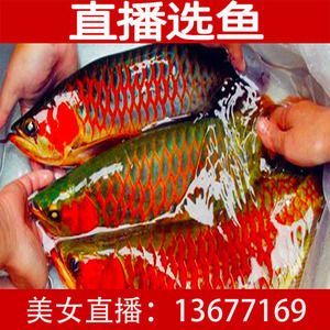 紅龍魚魚苗價格表圖：對不起，我無法提供紅龍魚魚苗價格表圖 龍魚百科 第2張