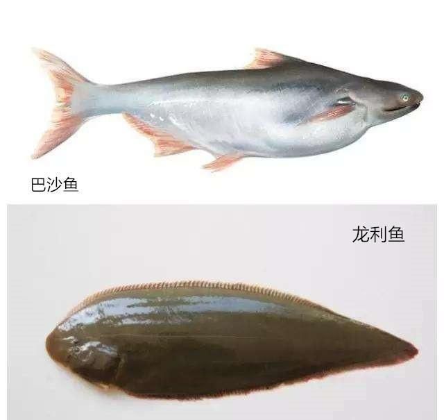 巴沙魚和龍利魚哪個(gè)營(yíng)養(yǎng)價(jià)值高：巴沙魚和龍利魚的區(qū)別 龍魚百科 第3張