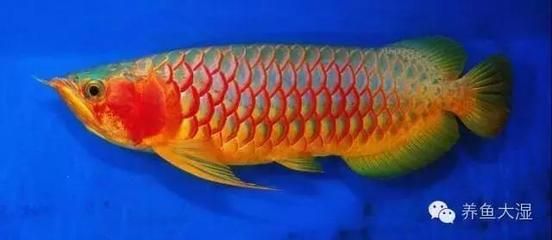 綠皮辣椒龍魚：綠皮辣椒紅龍魚的價(jià)格