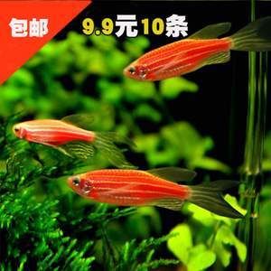 和龍魚混養(yǎng)的群游魚：和龍魚混養(yǎng)的群游魚需要注意什么？ 龍魚百科 第2張