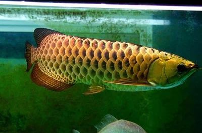 龍魚多大開始用側(cè)燈：龍魚多大開始使用側(cè)燈 龍魚百科 第3張