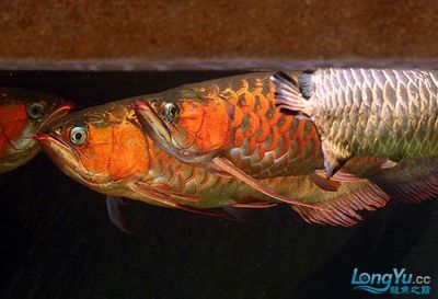 紅龍魚(yú)金龍魚(yú)混養(yǎng)怎么樣：紅龍魚(yú)和金龍魚(yú)可以混養(yǎng)嗎