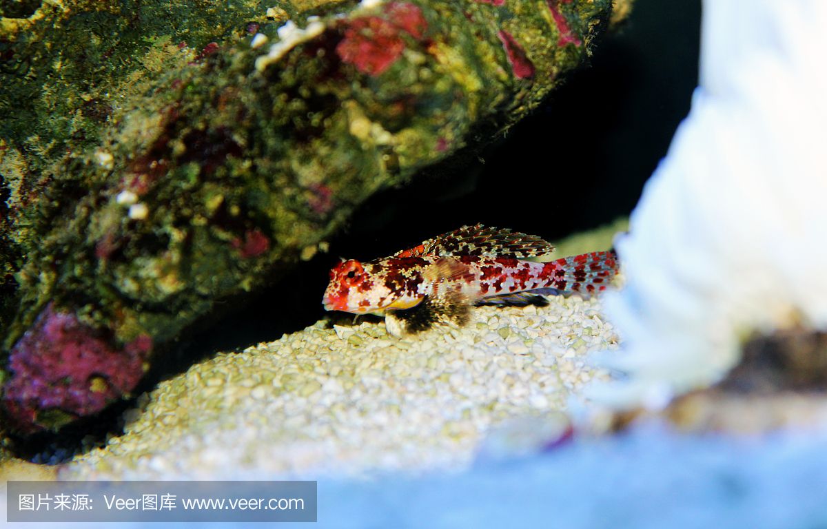 小龍魚(yú)怎么養(yǎng) 水位高低：小龍魚(yú)怎么養(yǎng)水位高低 龍魚(yú)百科 第2張