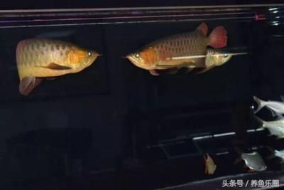 朋友圈發(fā)龍魚怎么說：在朋友圈發(fā)布關于龍魚的內容時 龍魚百科 第2張