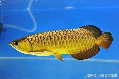 養(yǎng)龍魚的方法：養(yǎng)龍魚的注意事項