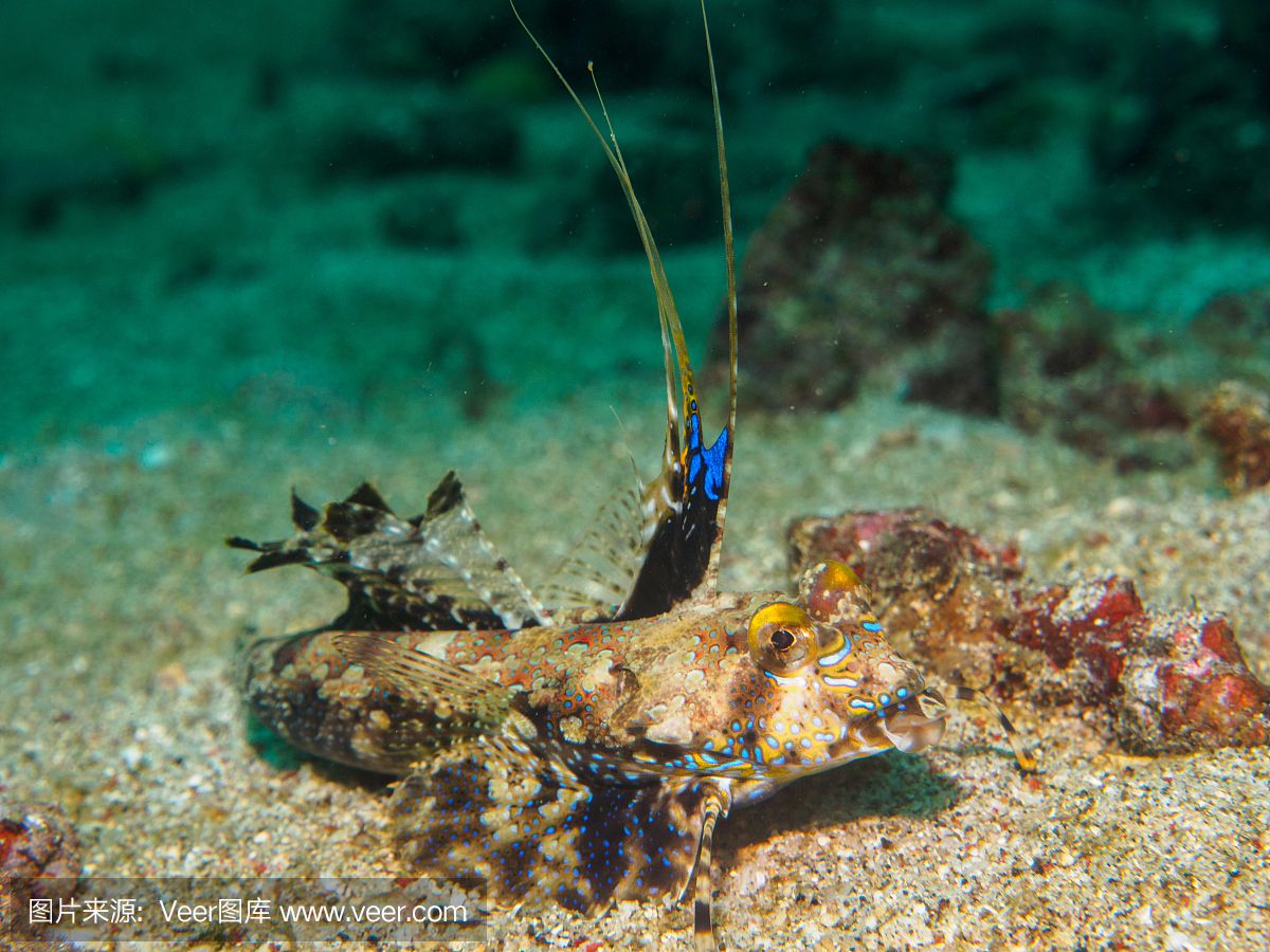 龍魚經(jīng)常往水下游：龍魚經(jīng)常往水下游動可能有多種原因及其相應的解決辦法 龍魚百科 第1張