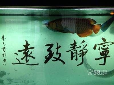 大慶龍魚專賣店：大慶市龍魚專賣店 龍魚百科 第2張