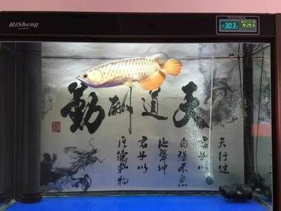 大慶龍魚專賣店：大慶市龍魚專賣店 龍魚百科 第1張