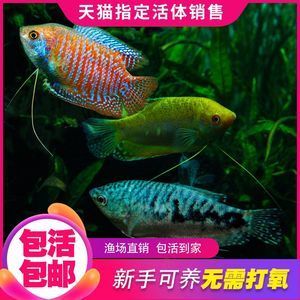 龍魚怎么賣出去的：龍魚可以通過直接銷售給消費者的方式進行買賣或銷售 龍魚百科 第3張