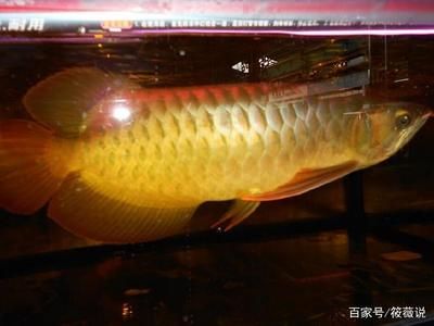 紅龍魚鰭上有白色點點是什么：紅龍魚鰭上出現(xiàn)白色點點可能是由于幾種不同的原因引起的 龍魚百科 第3張