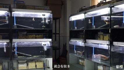 中國(guó)最貴的紅龍魚多少錢：中國(guó)最大的龍魚批發(fā)市場(chǎng) 龍魚百科 第1張