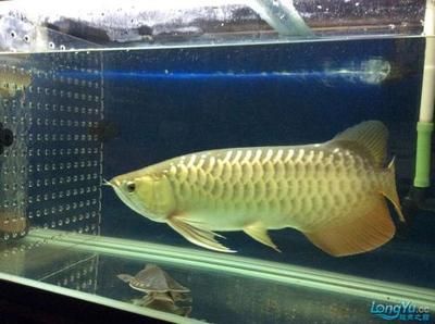 什么龍魚(yú)最大：世界上最大的龍魚(yú)，你知道是哪種嗎？