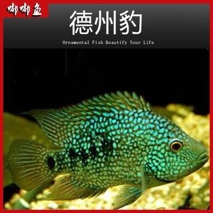 德州豹魚能和龍魚混養(yǎng)嗎？：德州豹魚和龍魚可以混養(yǎng)么？