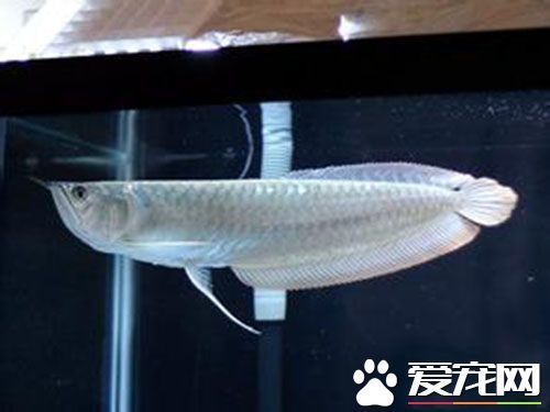 新買銀龍魚怎不吃東西：新買的銀龍魚不吃東西怎么辦 龍魚百科 第2張