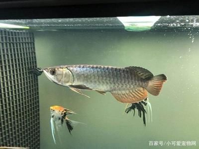 新買銀龍魚怎不吃東西：新買的銀龍魚不吃東西怎么辦 龍魚百科 第1張