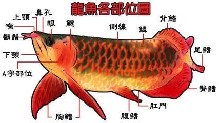 龍魚淡水還是海水：龍魚是一種淡水魚嗎？