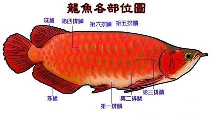 龍魚淡水還是海水：龍魚是一種淡水魚嗎？