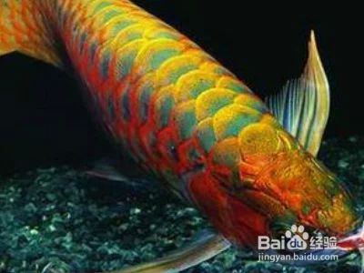 龍魚(yú)掉眼手術(shù)后多久可以恢復(fù)視力了：龍魚(yú)掉眼手術(shù)后多久可以恢復(fù)視力 龍魚(yú)百科 第2張