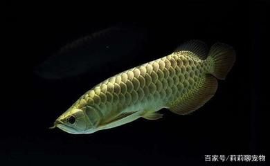 為什么喜歡龍魚的人越來越多的原因：為什么喜歡龍魚的人越來越多？ 龍魚百科 第3張