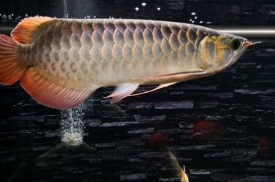 紅龍魚(yú)大鰭大尾怎樣養(yǎng)好看：養(yǎng)出大鰭大尾的紅龍魚(yú)需要考慮哪些因素 龍魚(yú)百科 第2張