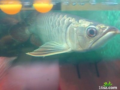 養(yǎng)龍魚教程：養(yǎng)龍魚的注意事項 龍魚百科 第3張