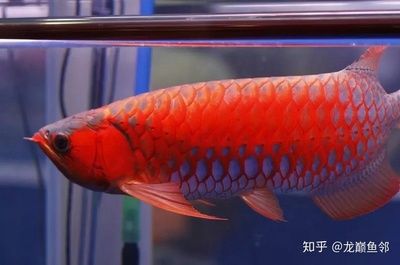 藍(lán)底紅龍魚值錢嗎知乎：關(guān)于藍(lán)底紅龍魚的價(jià)值