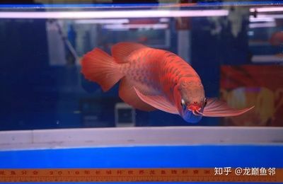 藍(lán)底紅龍魚值錢嗎知乎：關(guān)于藍(lán)底紅龍魚的價(jià)值