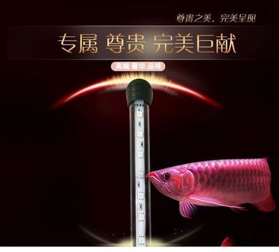 金龍魚(yú)燈管怎么搭配的：金龍魚(yú)燈管怎么搭配 龍魚(yú)百科 第2張