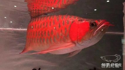 紅龍魚活體魚怎么喂：紅龍魚活體魚喂食方法 龍魚百科 第3張