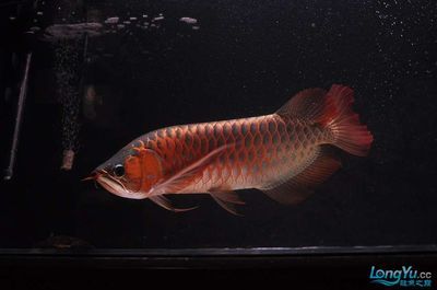 藍(lán)底紅龍魚(yú)：藍(lán)底紅龍魚(yú)是一種稀有的淡水觀賞魚(yú)