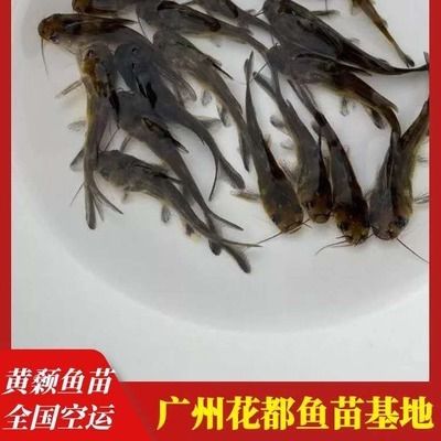 10cm紅龍魚魚苗價格：10cm紅龍魚魚苗價格：紅龍魚魚苗的價格是不一樣的