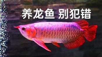 養(yǎng)龍魚的危害大嗎為什么不能養(yǎng)：養(yǎng)龍魚對家庭來說存在諸多挑戰(zhàn)和風(fēng)險(xiǎn) 龍魚百科 第2張