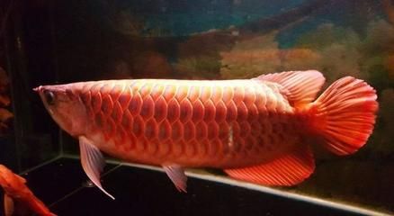 紅龍魚大湖：大湖紅龍魚以其獨(dú)特的外觀特征、高昂的價(jià)格、優(yōu)質(zhì)養(yǎng)殖背景 龍魚百科 第2張