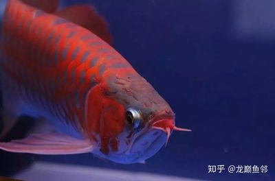 冠軍紅龍魚(yú)：2017臺(tái)灣冠軍紅龍魚(yú)冠軍紅龍魚(yú)飼養(yǎng)經(jīng)驗(yàn)分享