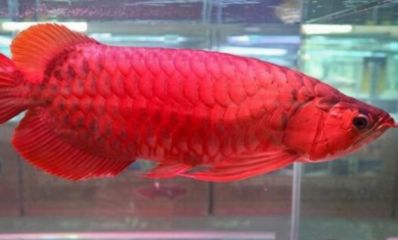 65公分龍魚：65公分的龍魚屬于中等體型，不同品種的龍魚體長(zhǎng)差異較大 龍魚百科 第1張